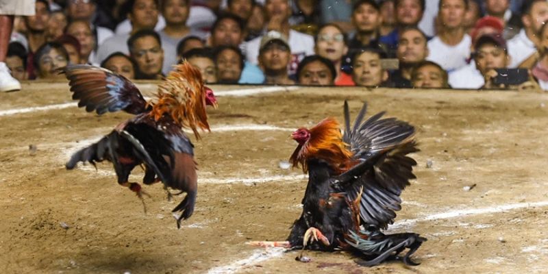 Cách chơi đá gà thắng lớn - Bí kíp hay từ cao thủ
